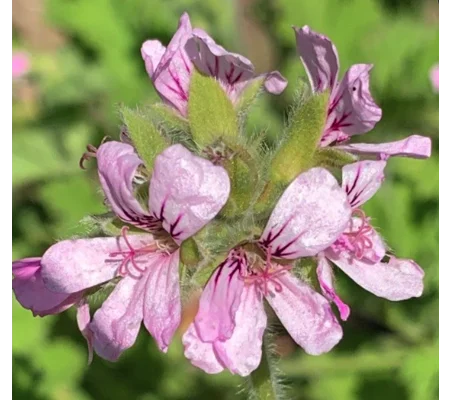 Pink Rose-Scented Geranium