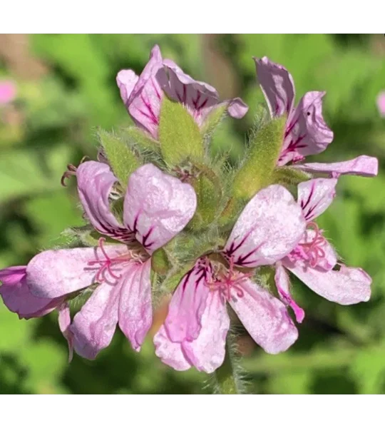 Pink Rose-Scented Geranium