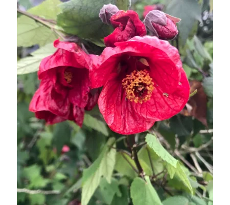 Red Abutilon Chinese lantern plants