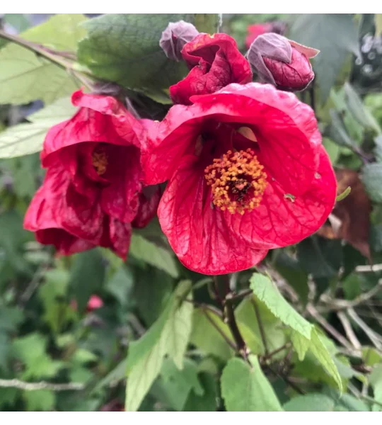 Red Abutilon Chinese lantern plants