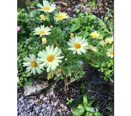 Yellow Daisy Federation “Butterball” in pot