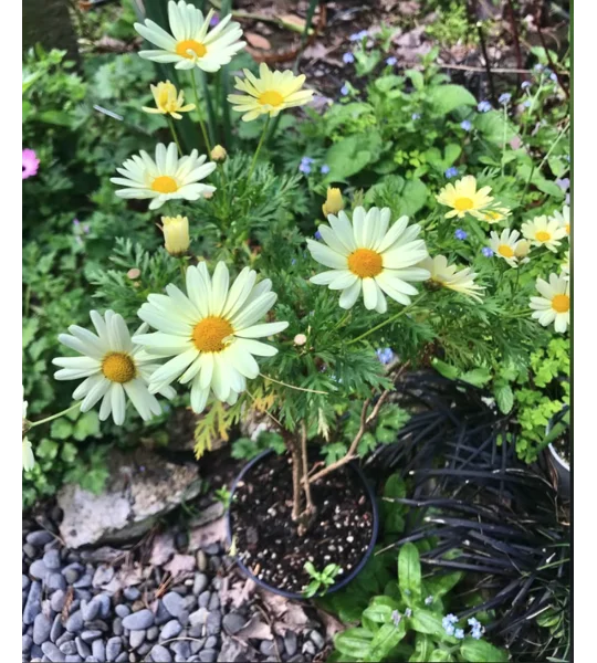 Yellow Daisy Federation “Butterball” in pot