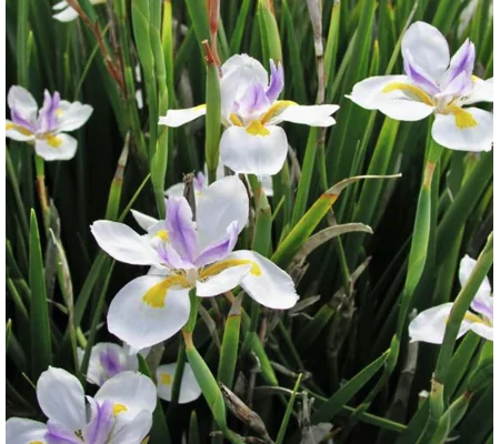 Dietes Grandiflora (Fairy Iris) in pots