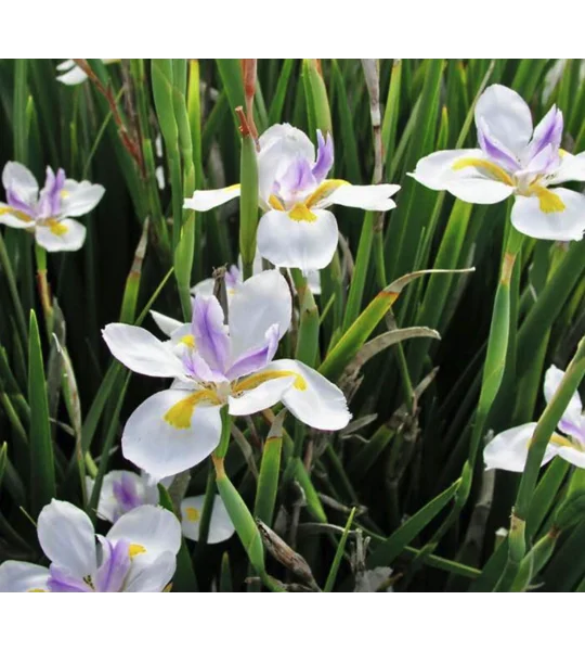 Dietes Grandiflora (Fairy Iris) in pots