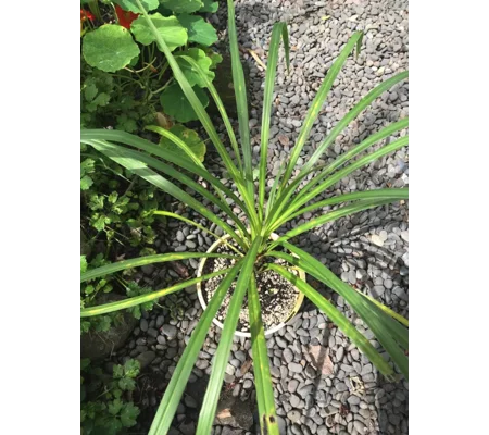 Cordyline (Cabbage tree) in pot