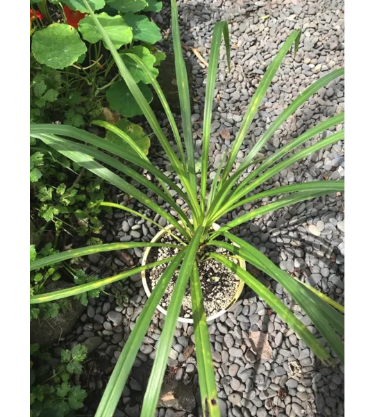 Cordyline (Cabbage tree) in pot