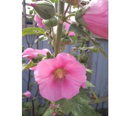 Light Pink Hollyhocks - packets of seeds