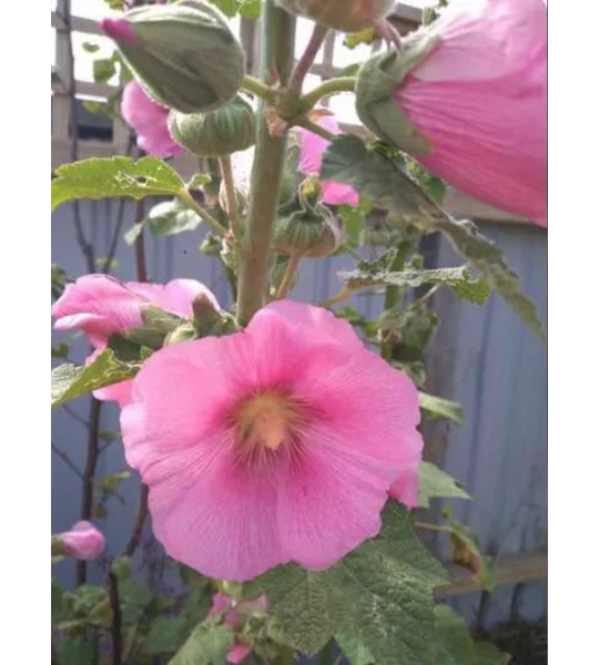 Light Pink Hollyhocks - packets of seeds