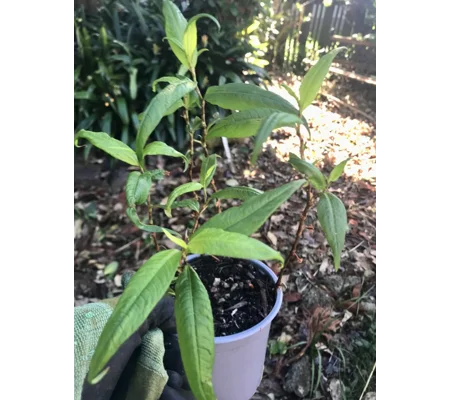 Vietnamese mint plants