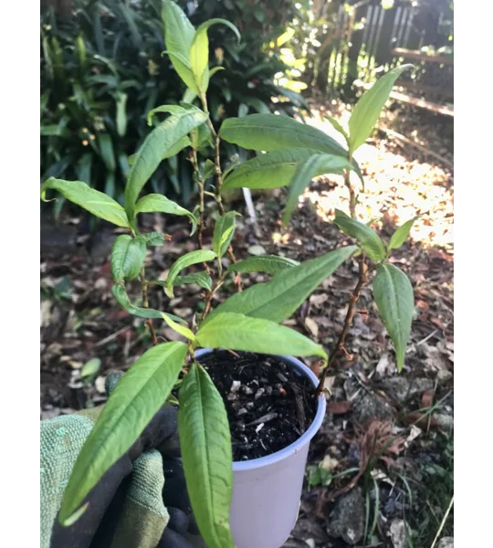Vietnamese mint plants