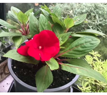 Red New Guinea Impatiens