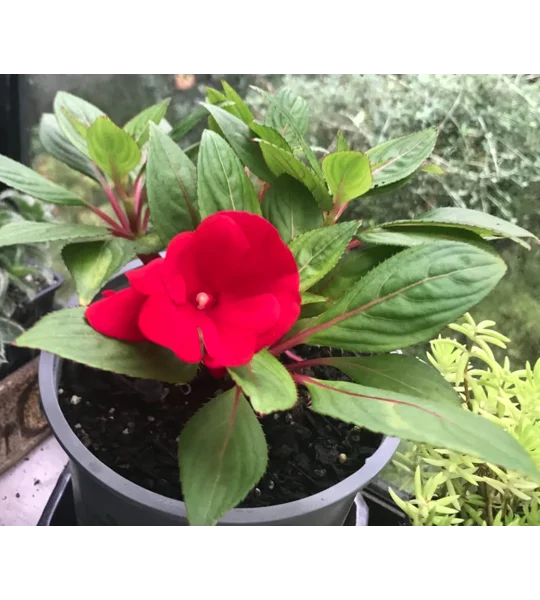 Red New Guinea Impatiens