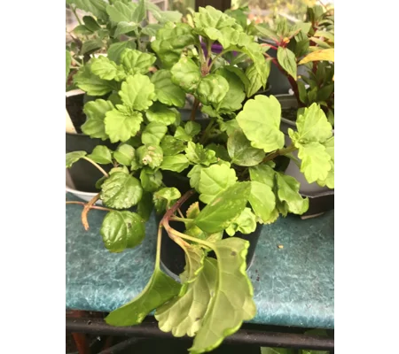White Swedish Begonia plant