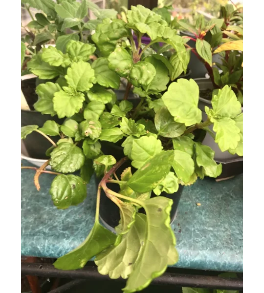 White Swedish Begonia plant
