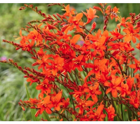 Crocosmia bulbs -10 for $3 (bright orange)