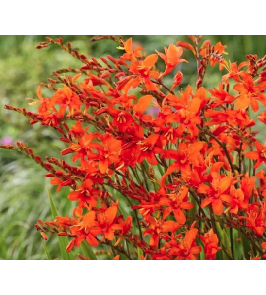 Crocosmia bulbs -10 for $3 (bright orange)