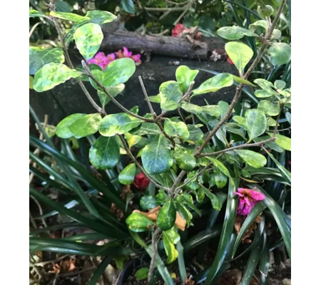 Karo native plants in pots