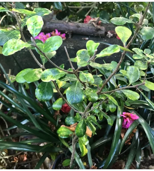 Karo native plants in pots
