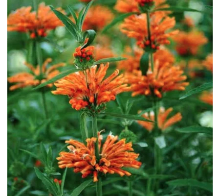 Lion’s Tail plant