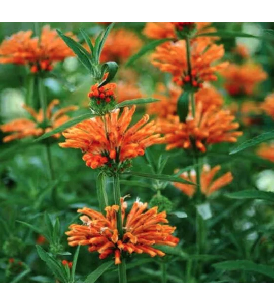 Lion’s Tail plant