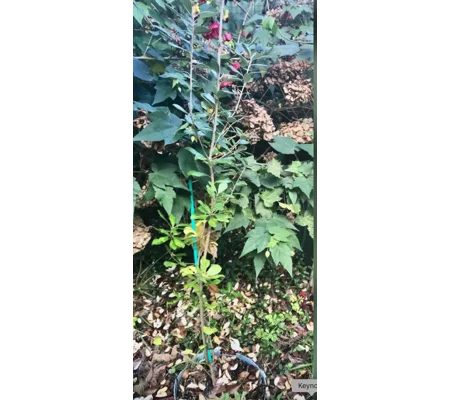 Karo plant/tree in large container