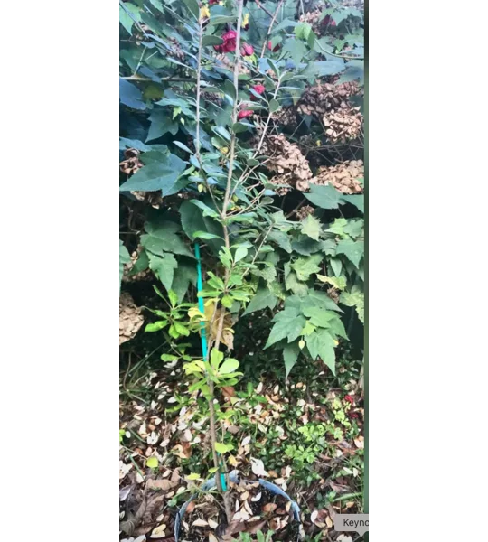 Karo plant/tree in large container