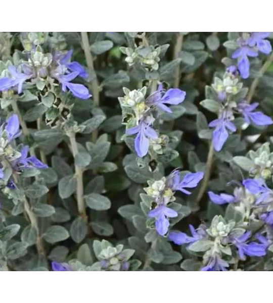 Teucrium Fruticans - fast growing