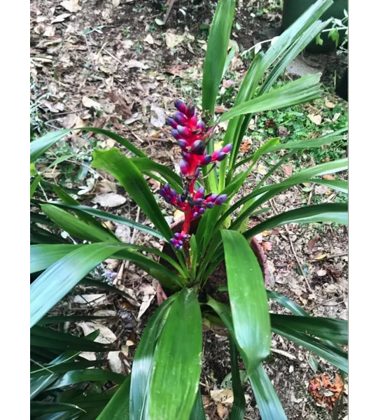 Red/Purple Bromeliad Aechmea Weilbachii - in flower