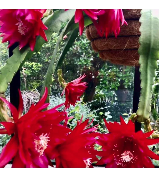 Red Epiphyllum orchid cactus