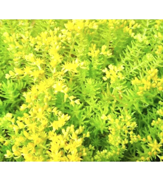 Gold Mound Sedum - flowers in Spring
