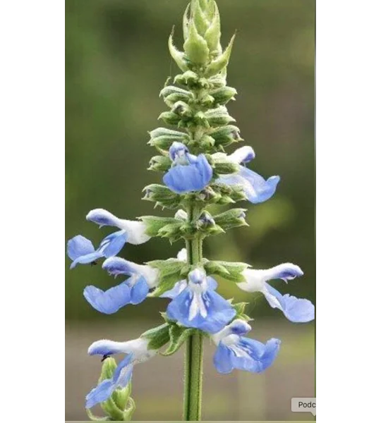Salvia Uliginosa (Bog Sage) plants