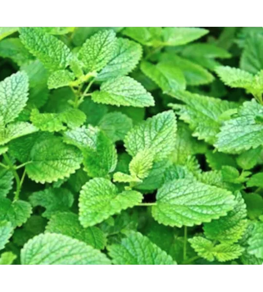 Lemon balm - organically grown plants