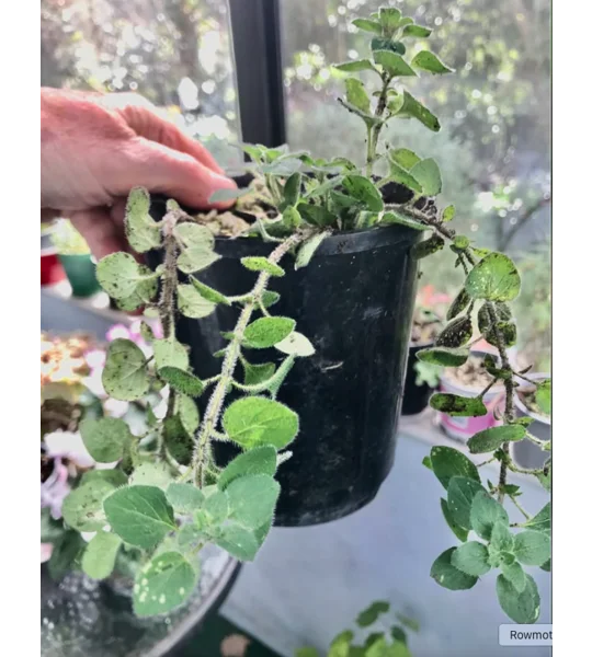Oregano (Oreganum Vulgare) - organically-grown plants in pots
