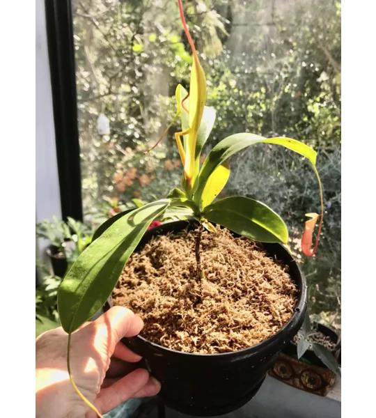 Pitcher plant (Nepenthes)