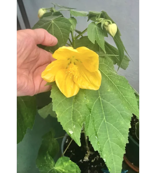 Yellow Chinese lantern (Abutilon) plants