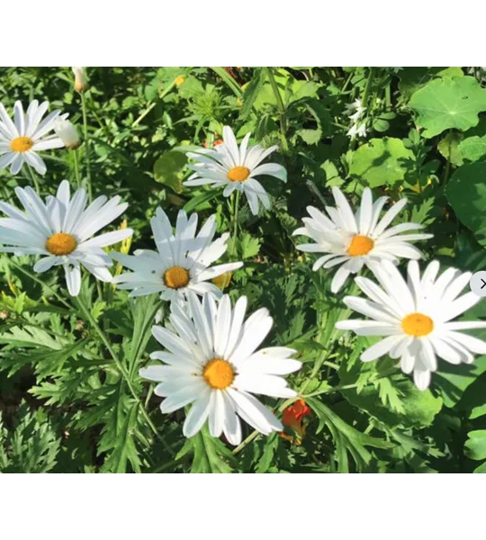 Marguerite Daisy plants in pots