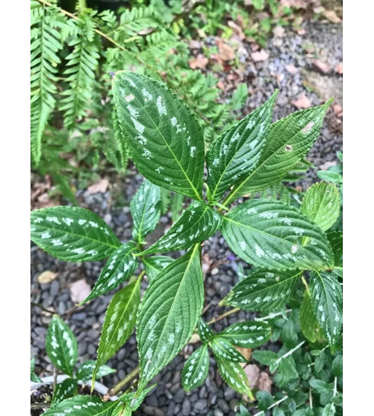Silver Persian Shield plant