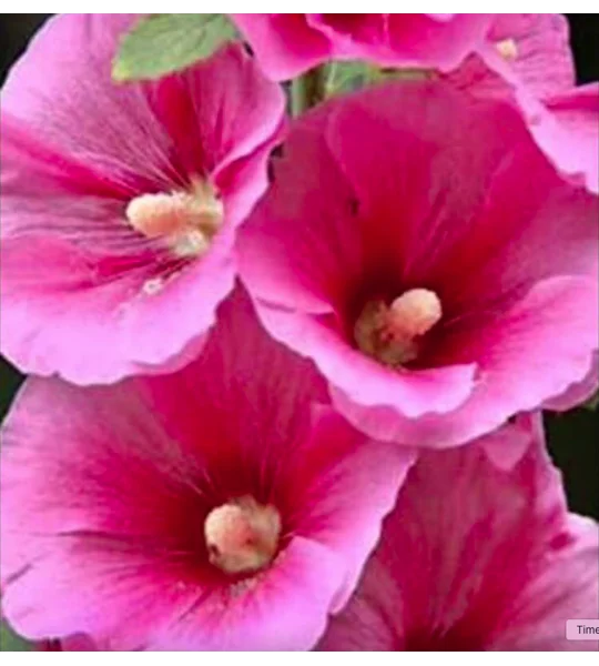 Dark Pink hollyhock seeds