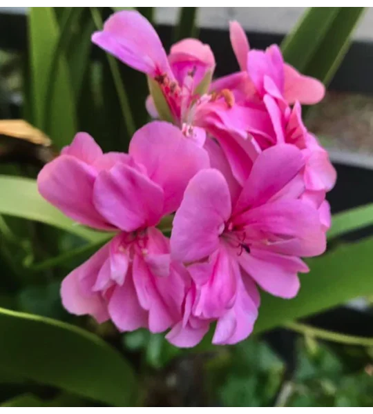 Pink ivy-leaf geranium in pot