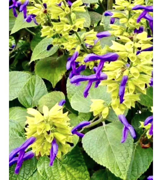 Mexican Limelight Salvia plants