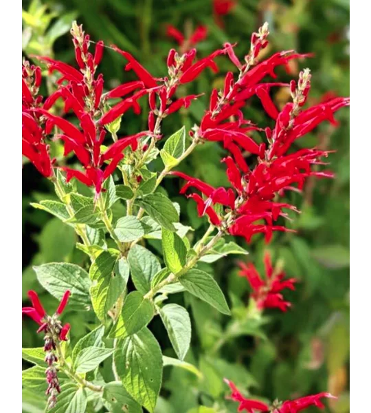 Pineapple sage/Red salvia plants