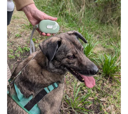 Paw Pet Leash - Pocket Pod - Green - 1.5m