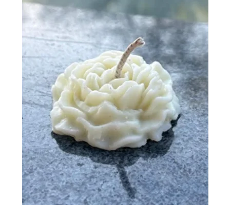 Creme White Rose