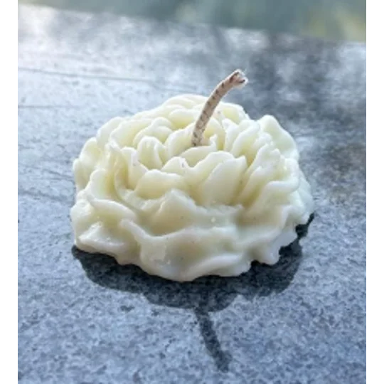 Creme White Rose