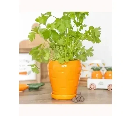 Carrot Shaped Plant Pot with Parsley Seed Balls