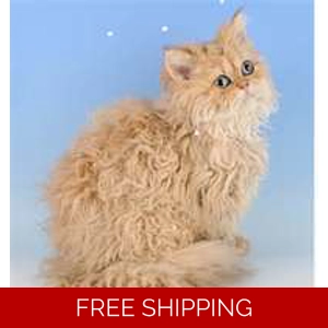 Matted Pet Hair Remover For Cats