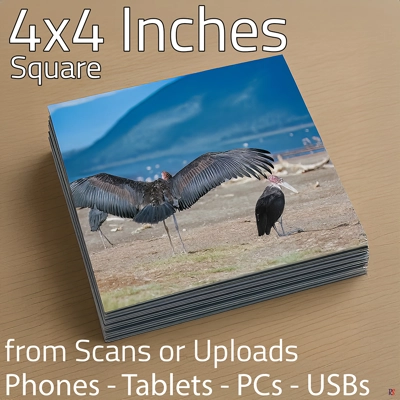 Square Photo Prints 4 x 4 (Hassle Free) Square Photo Prints 4 x 4 (Hassle Free)