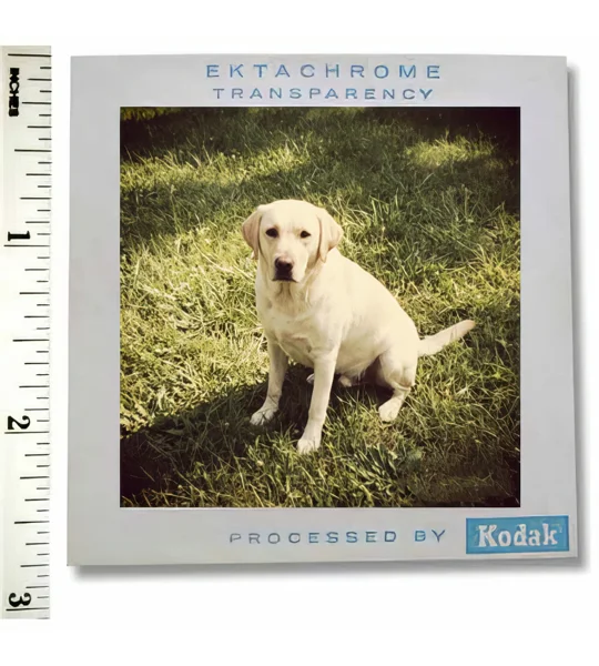 Medium Format Slide Or Negative