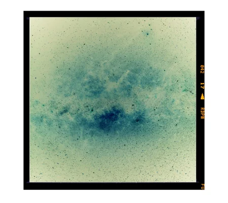 Medium Format Negative Scanning