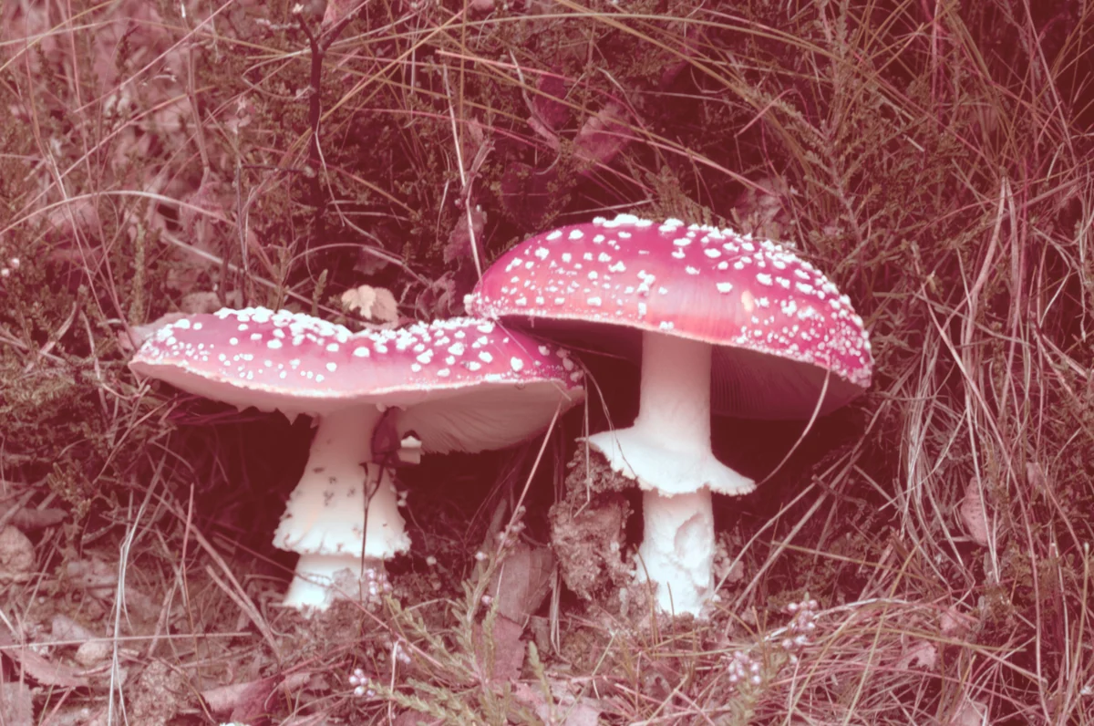 before image | photo slide example | mushrooms faded